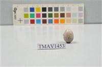 藏品(麻雀卵)的圖片